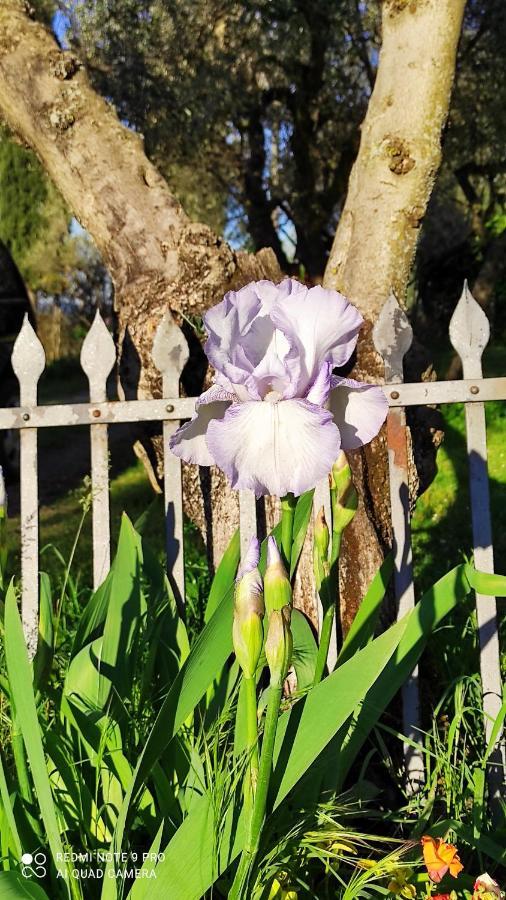 B&B La Casina Di Iris Arezzo Zewnętrze zdjęcie