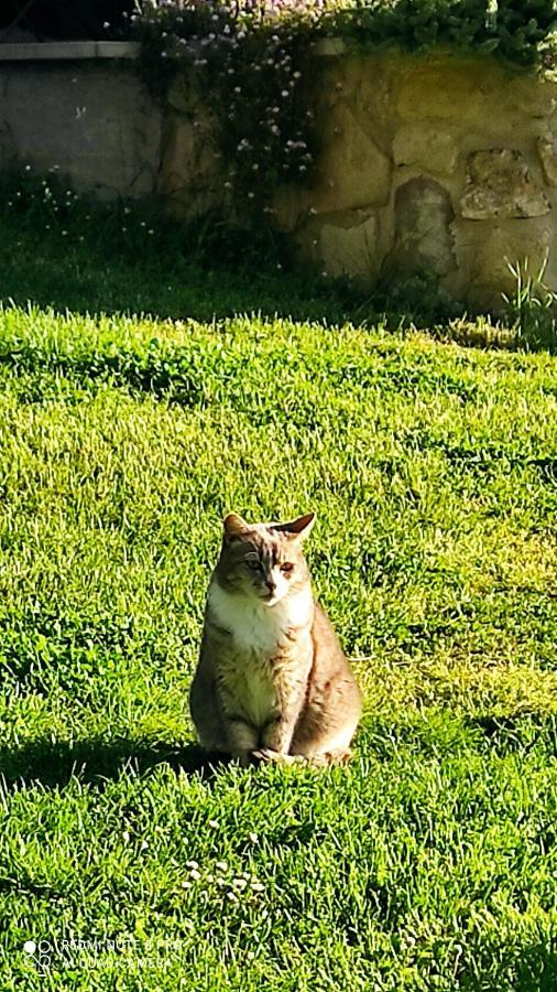 B&B La Casina Di Iris Arezzo Zewnętrze zdjęcie