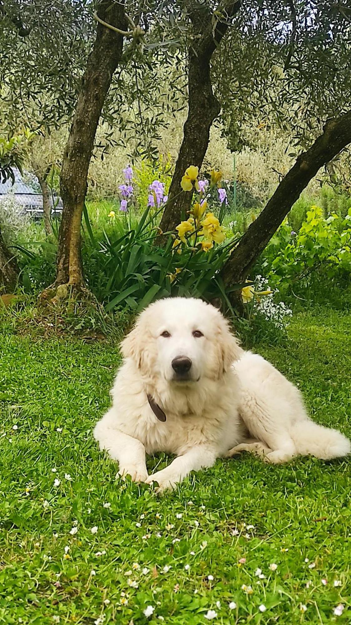 B&B La Casina Di Iris Arezzo Zewnętrze zdjęcie